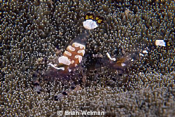 Egg Shell Shrimps in Anenome
Used 105mm Nikkor Macro len... by Brian Welman 